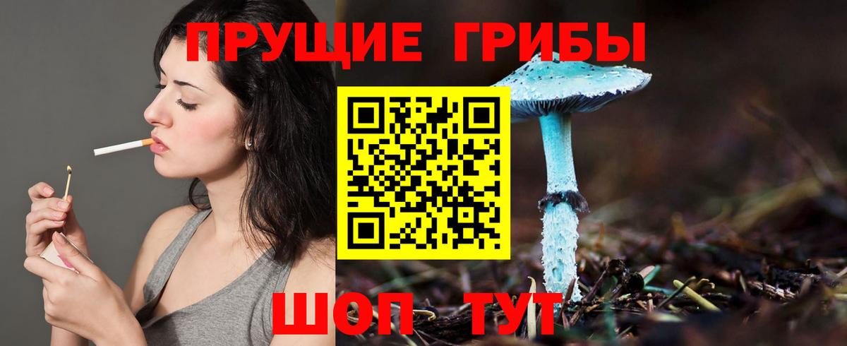 Псилоцибиновые грибы Psilocybine cubensis Барабинск